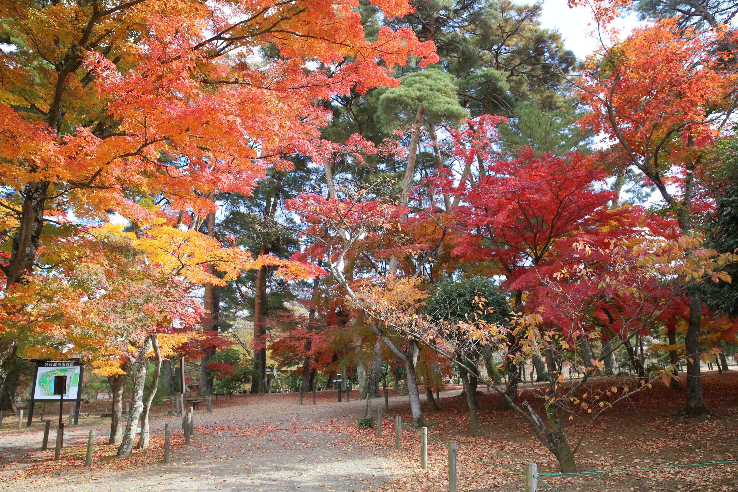 秋の紅葉月間