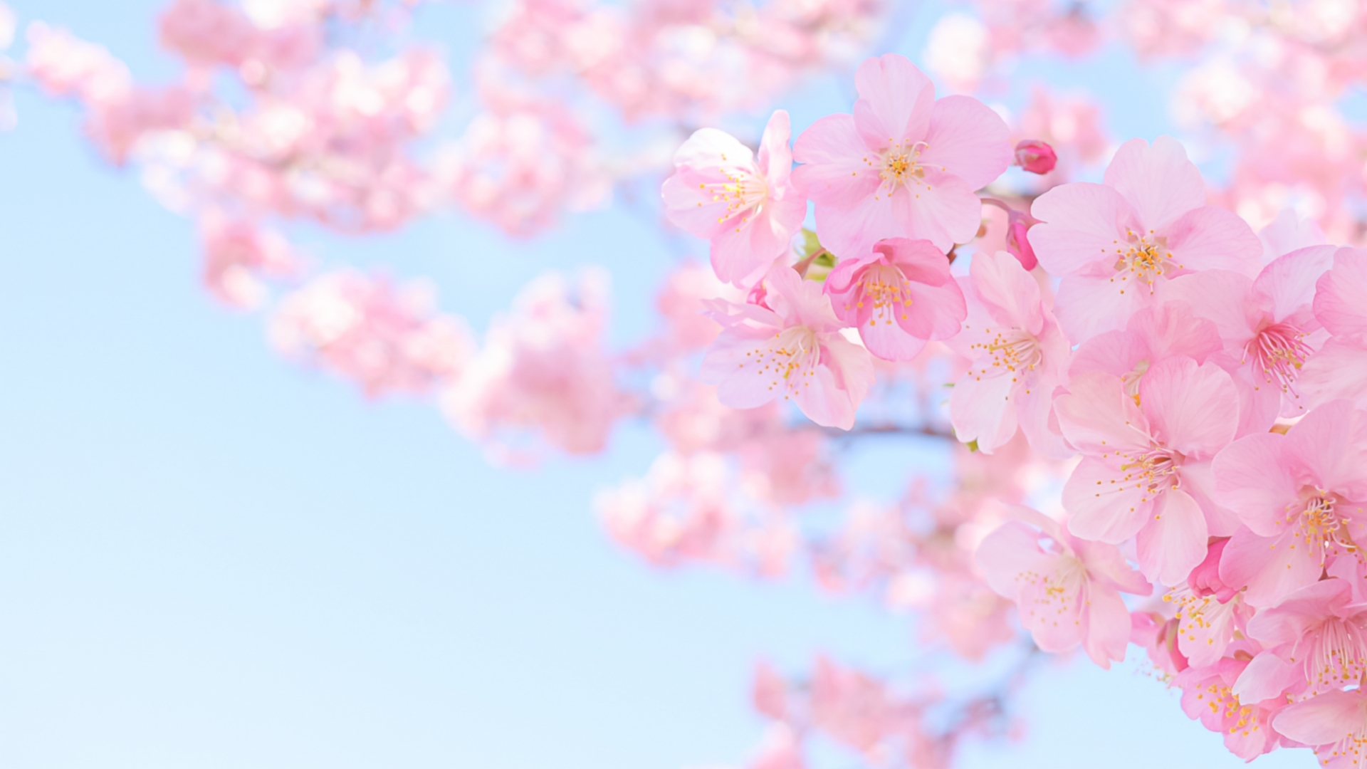 [2024年版]福島の桜スポットまとめ。見頃は？イチオシは？