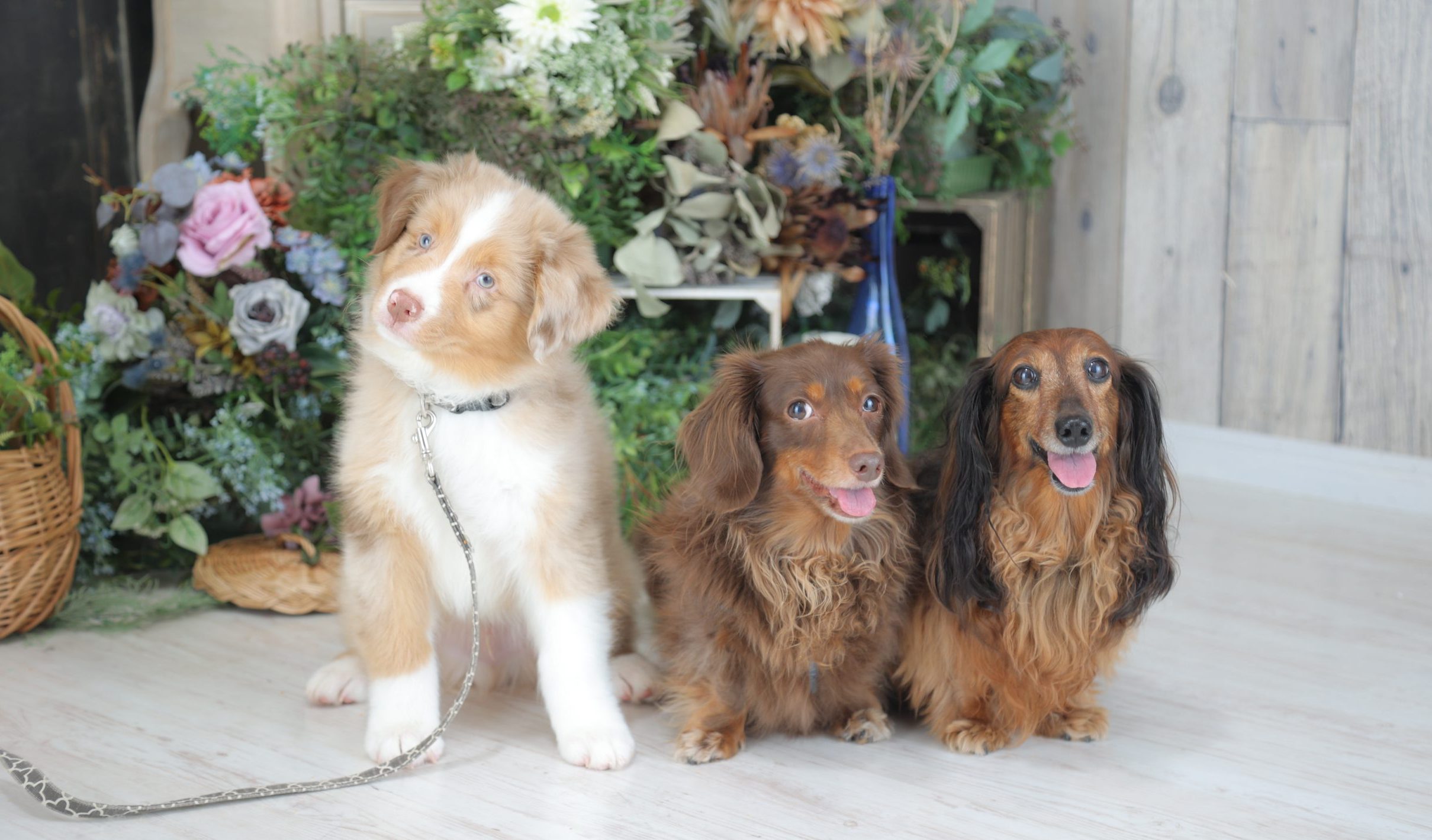 【スタジオれいめい】愛犬と家族の想い出を写真に残す「わんにゃん撮影会」を開催！