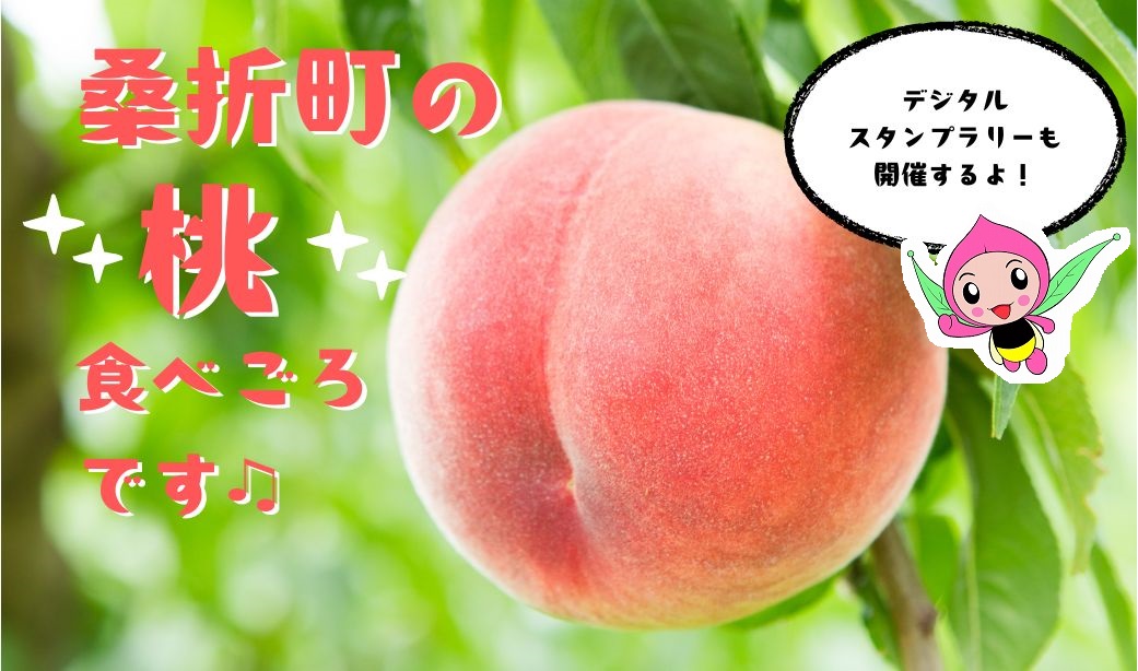 今年で31年連続！「献上桃」に選ばれ続ける桑折町の桃は今からが食べ頃♪スタンプラリーも開催！
