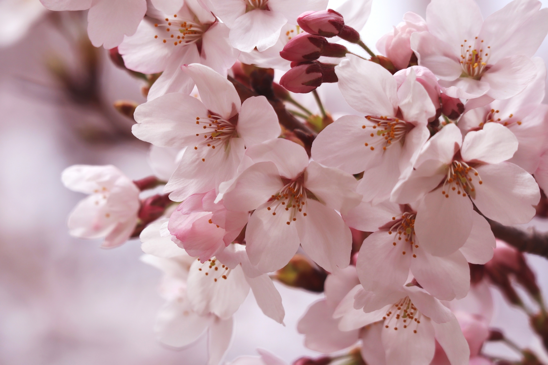 開成山公園　桜