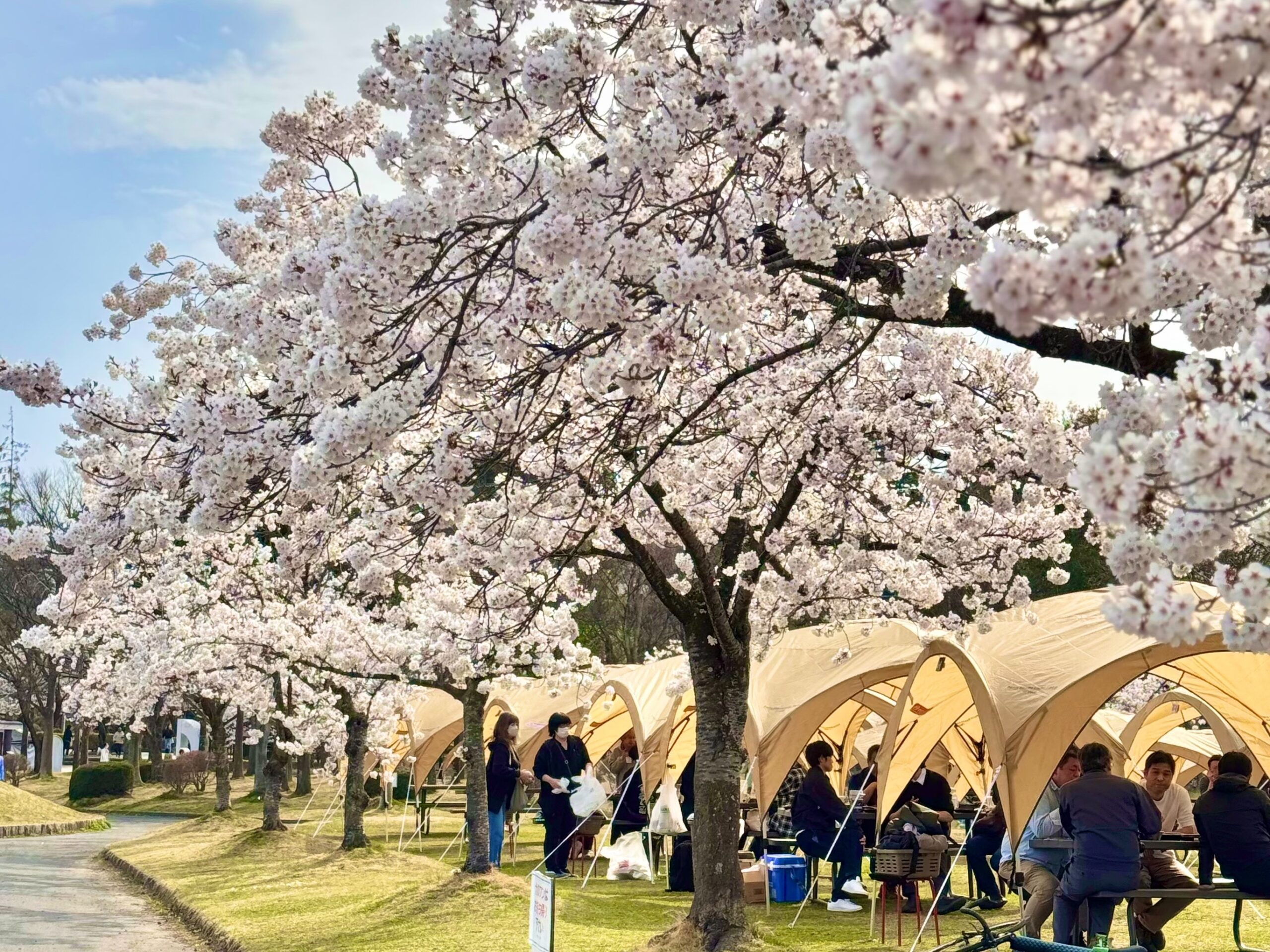 開成山BBQ GARDENの桜並木に沿って広がるBBQエリアと満席のテント席の様子