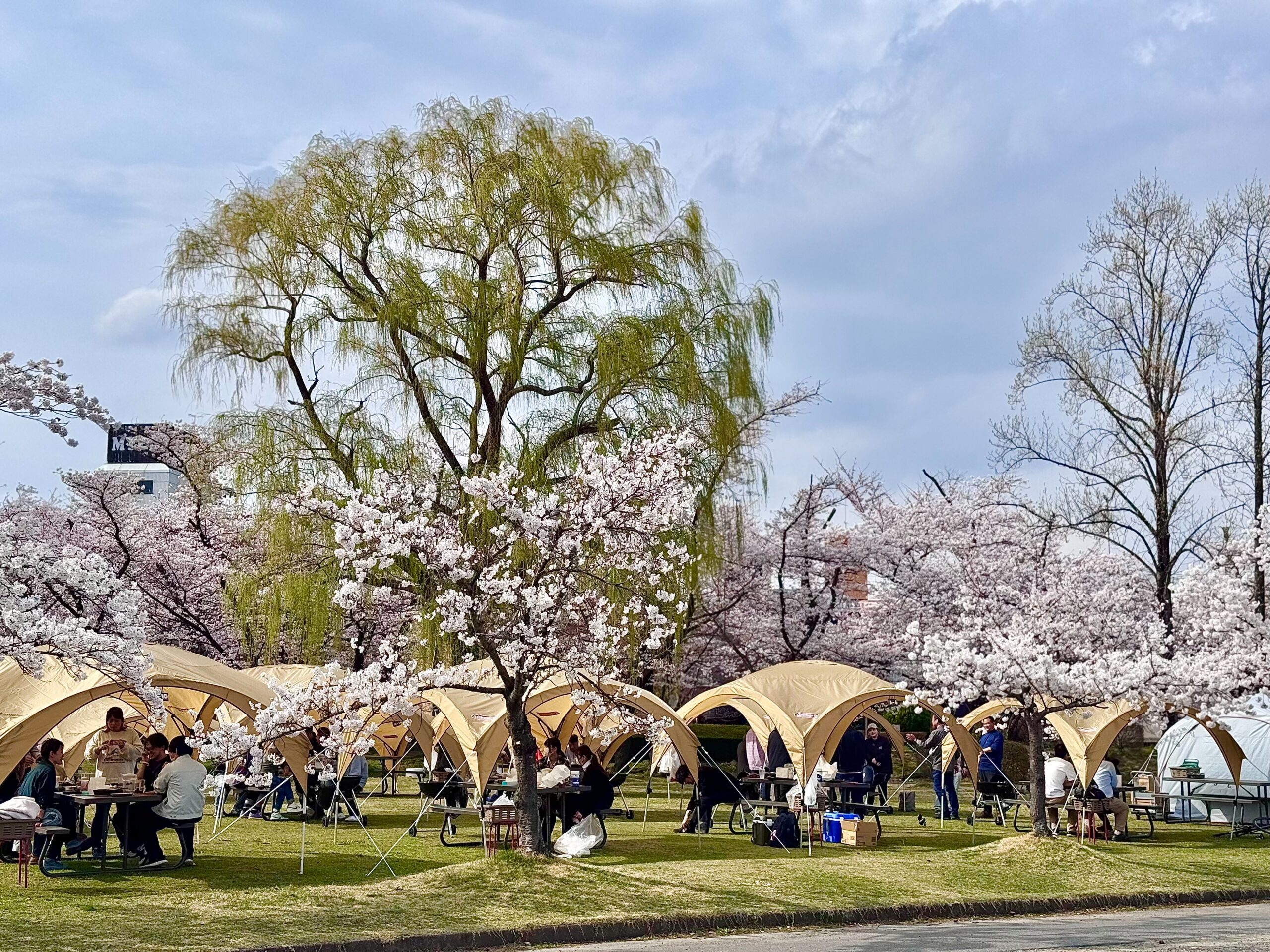 開成山公園の満開の桜の木の下に並ぶ開成山BBQ GARDENのテントと、BBQを楽しむ来場者たち