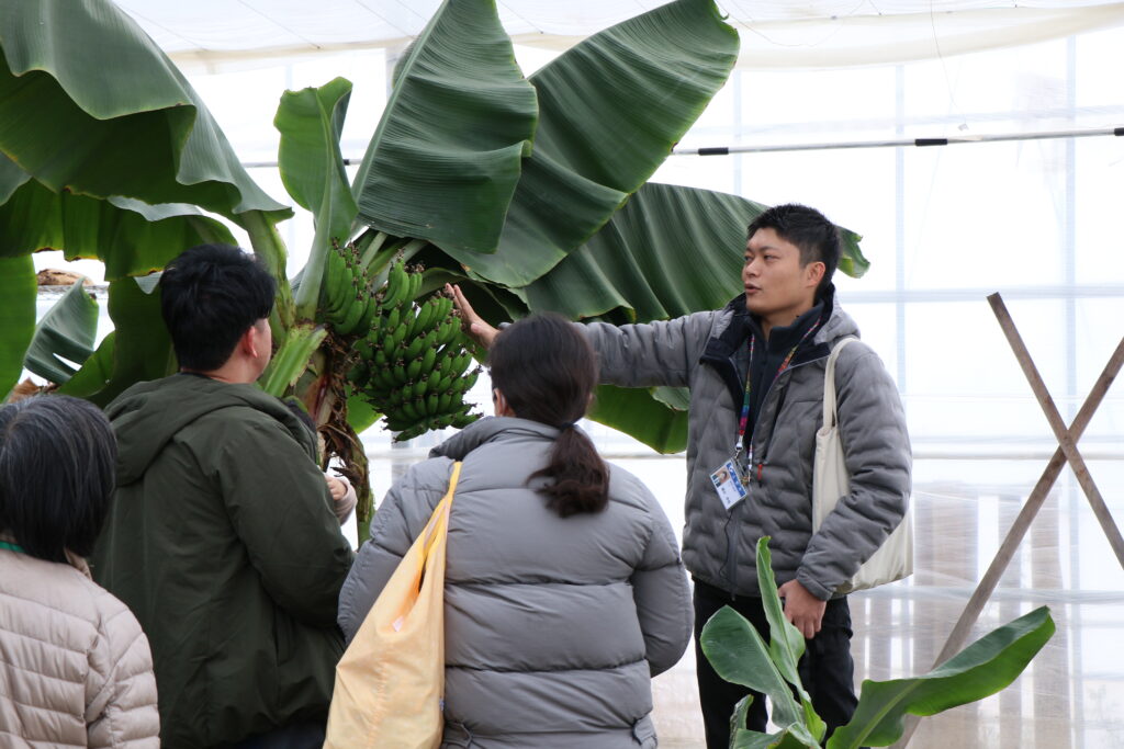 バナナ園見学している