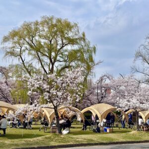 開成山公園の桜とBBQの様子