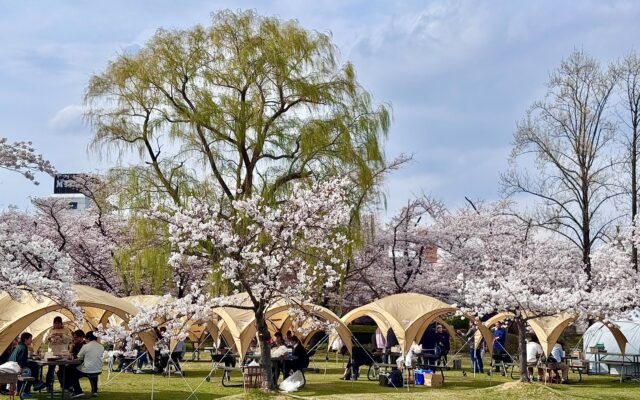 開成山公園の桜とBBQの様子