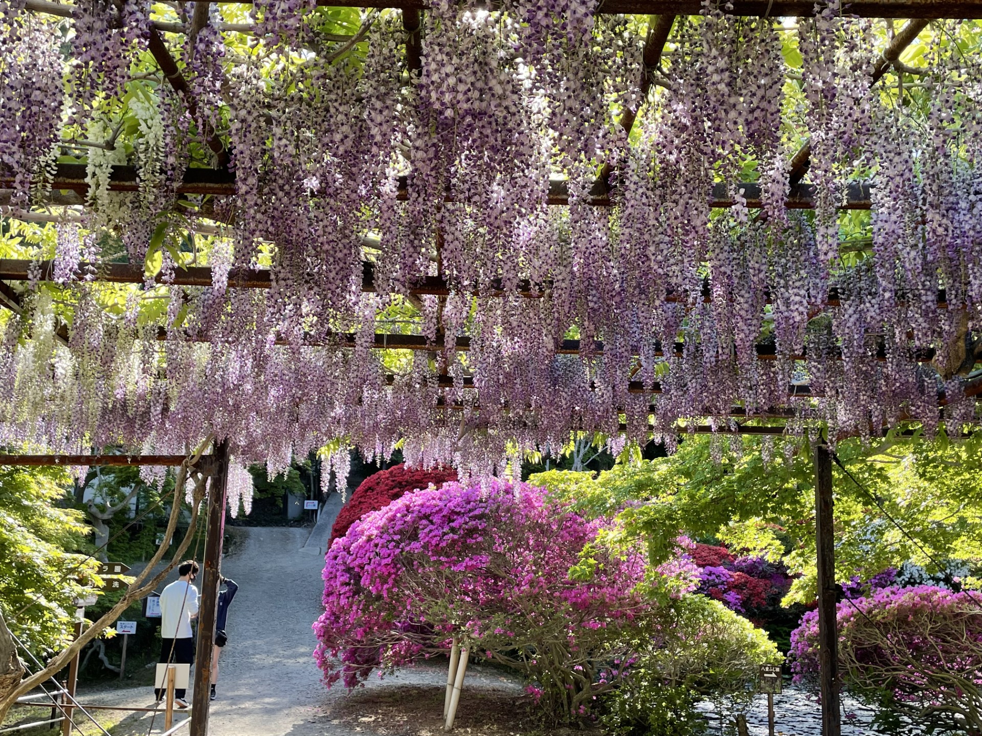 「花と歴史の郷　蛇の鼻」フジ祭り