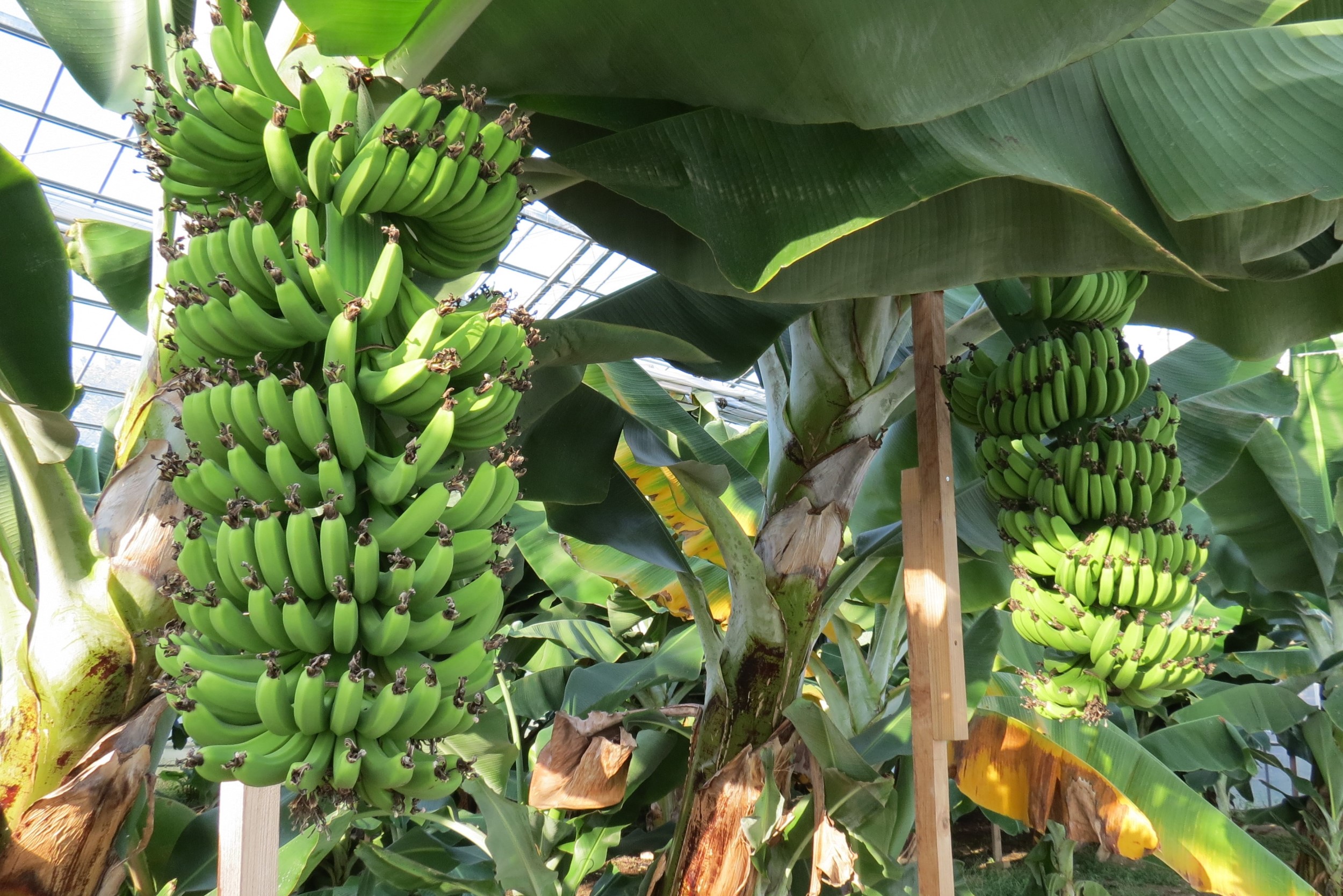 バナナの栽培の様子