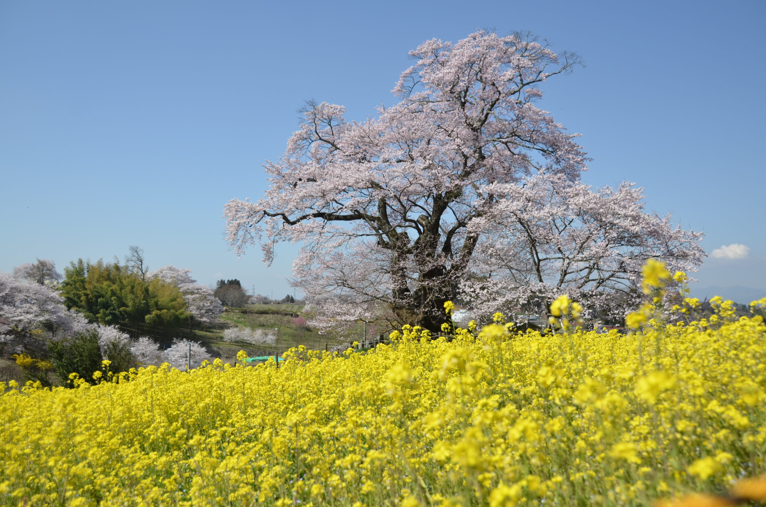 塩ノ崎の大桜