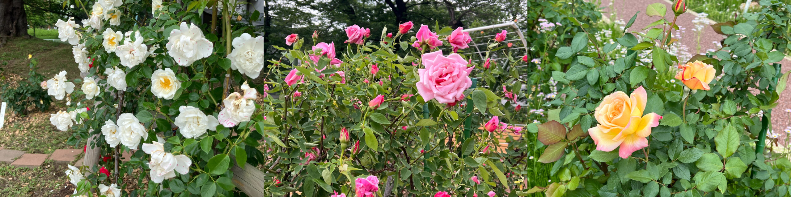 開成山公園 バラ園