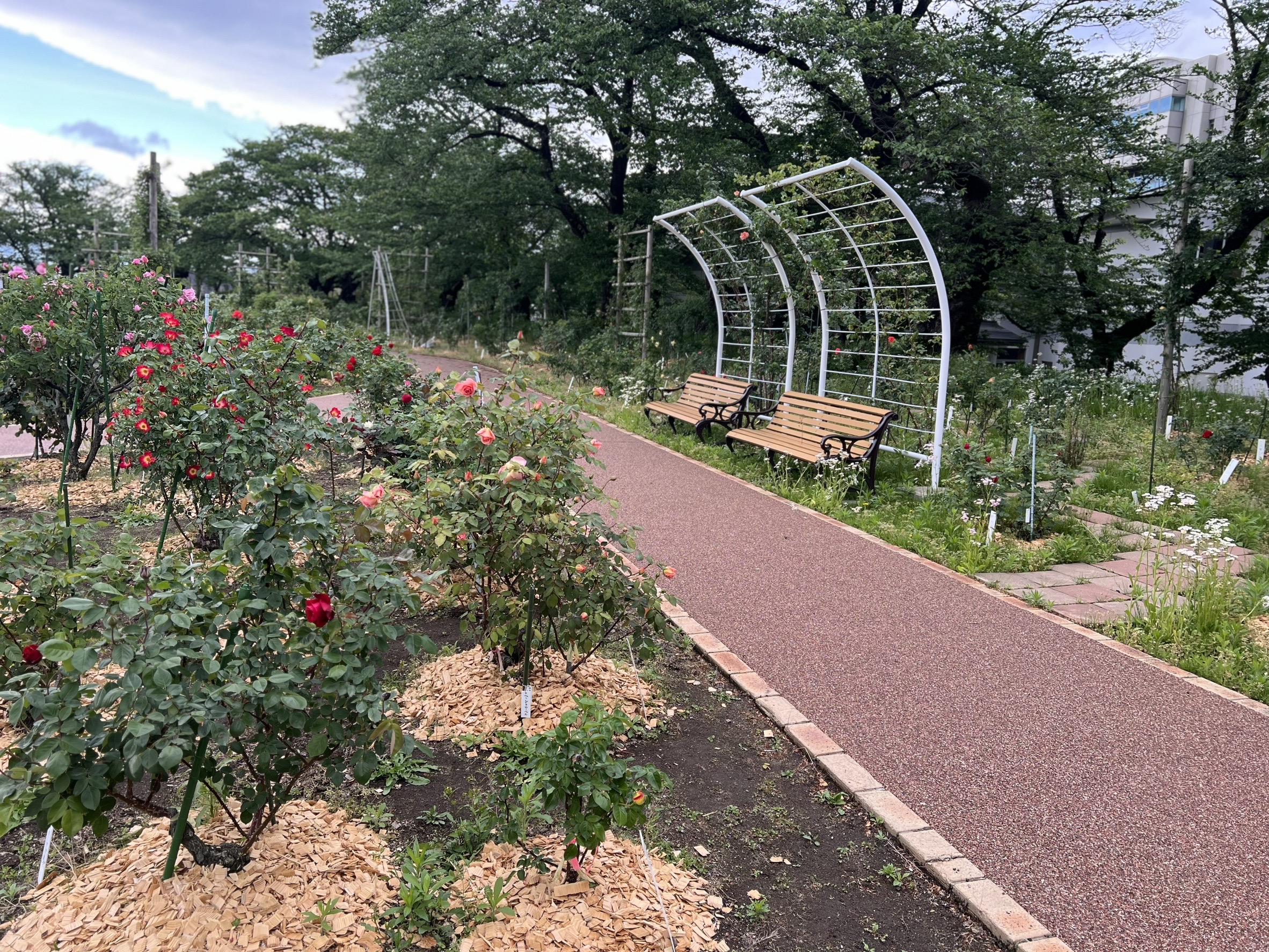 開成山公園 バラ園 風景