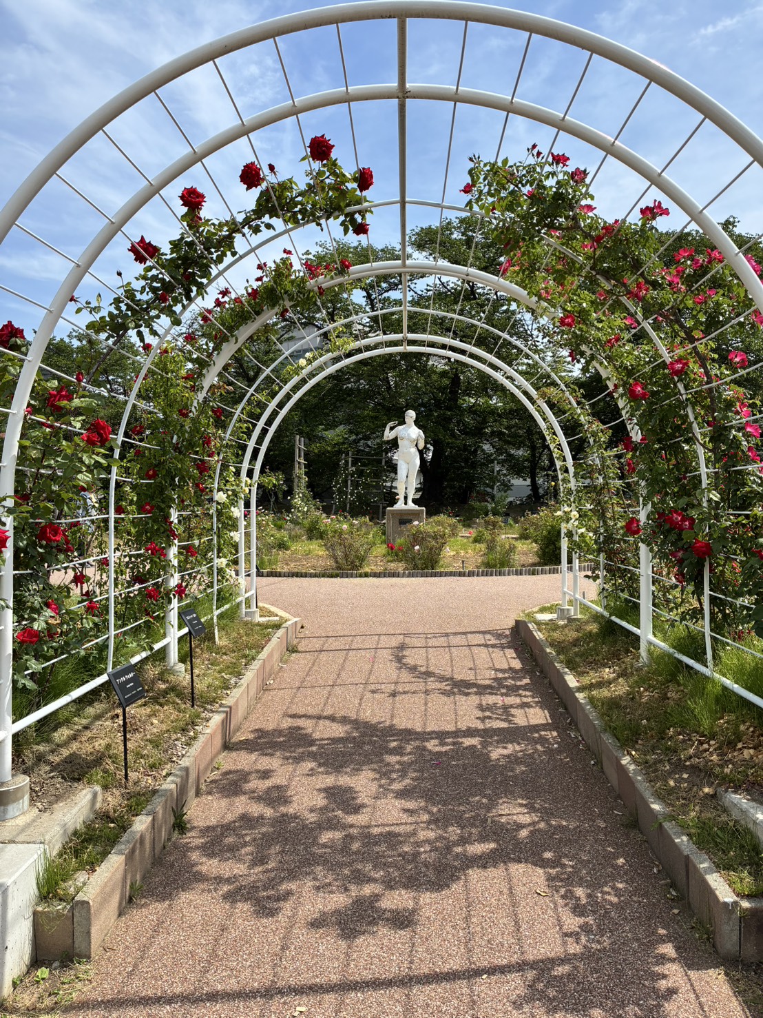 開成山公園 バラ園 アーチ