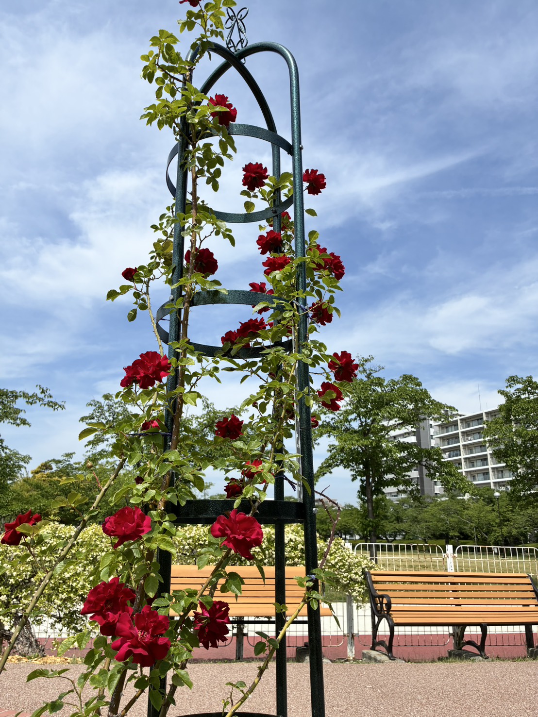 開成山公園 バラ園 オベリスク