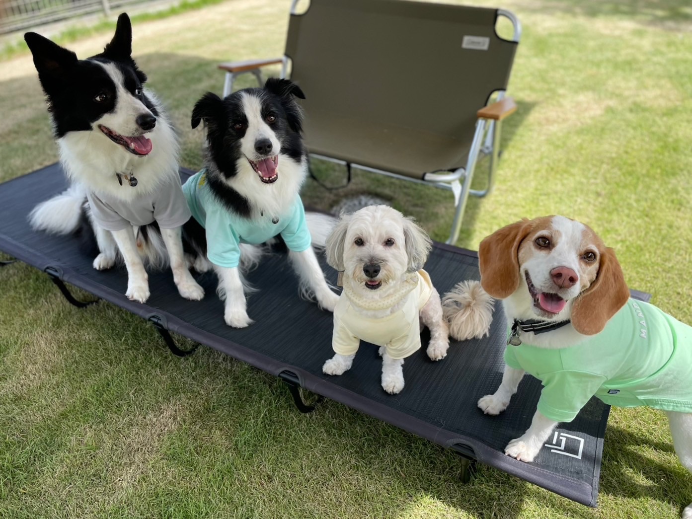 4匹の犬が庭で並んでおり、カメラ目線で涼しそうにしている様子