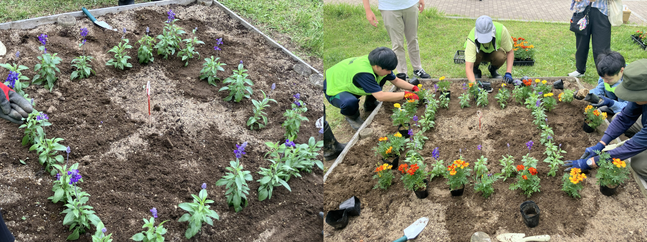 開成山公園花壇:花を植えている様子