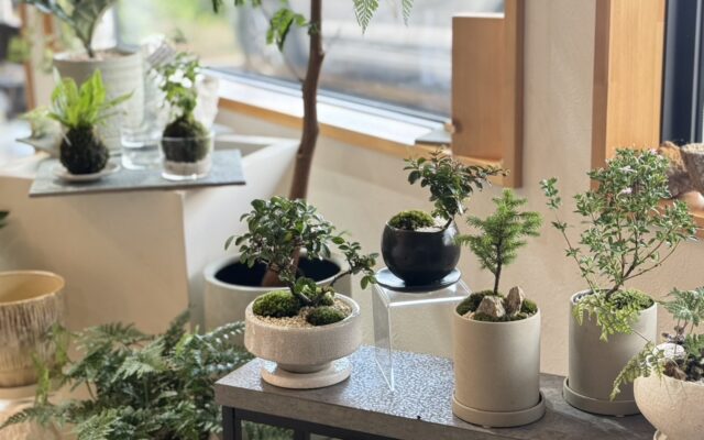 Volka 山野草＆苔玉販売会