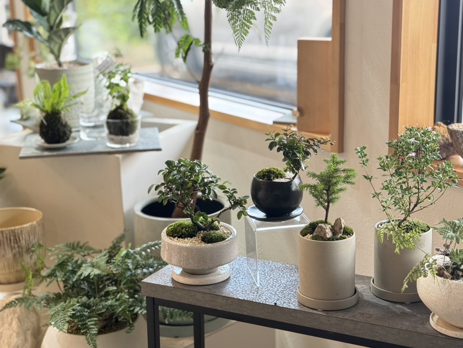 【Labotto Living Style】Volka 山野草＆苔玉販売会