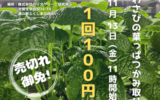 株式会社バイオグリーン研究所：わさびの葉っぱつかみ取り