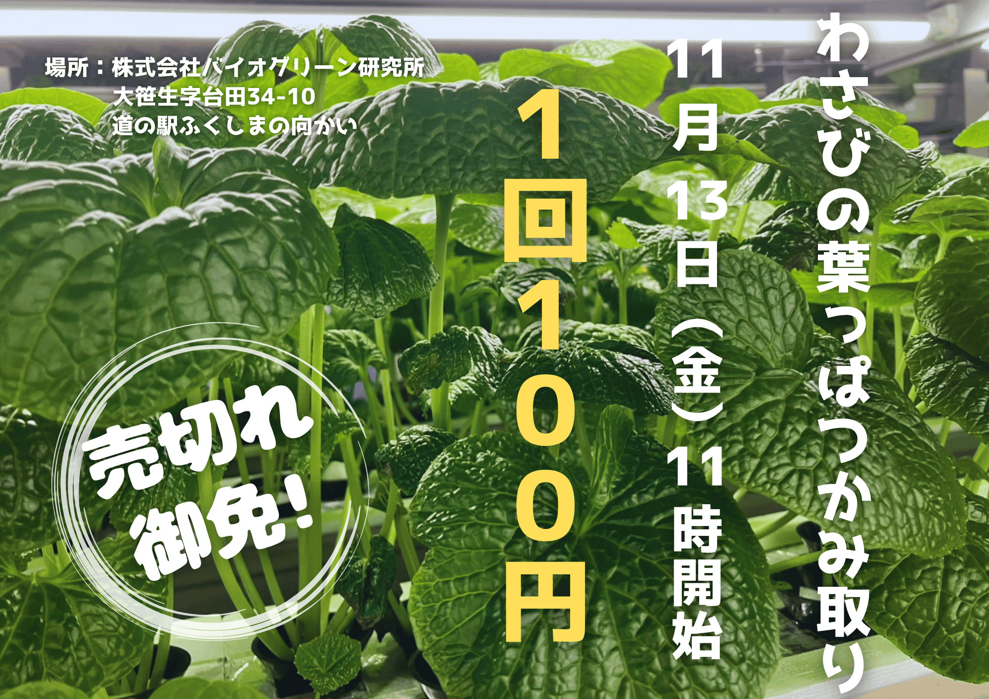 わさびの葉っぱつかみ取り